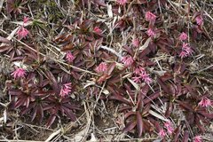 Heloniopsis orientalis