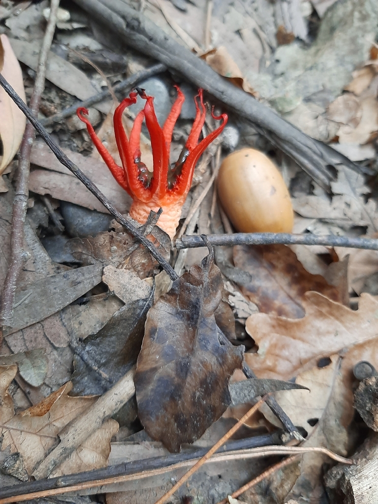 Aseroe rubra · April 2026 · photo: © davidwhyte (iNaturalist, cc-by-sa)