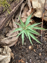 Cardamine concatenata