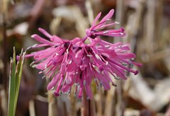 Heloniopsis orientalis