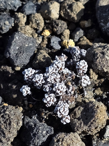 Volcanic Plateau raoulia (Raoulia albosericea)