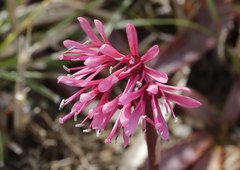 Heloniopsis orientalis