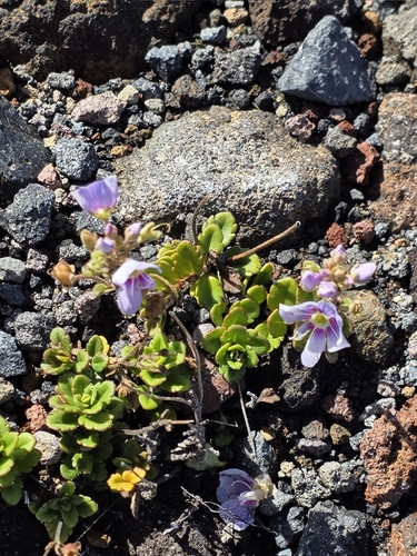 Hooker's Speedwell (Veronica hookeriana)