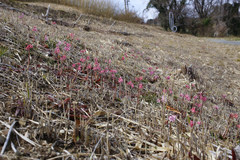Heloniopsis orientalis