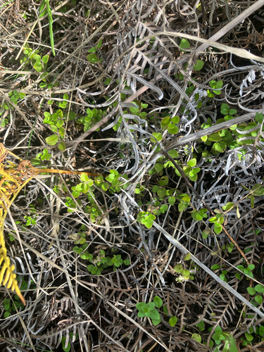 Hioi (Mentha cunninghamii)