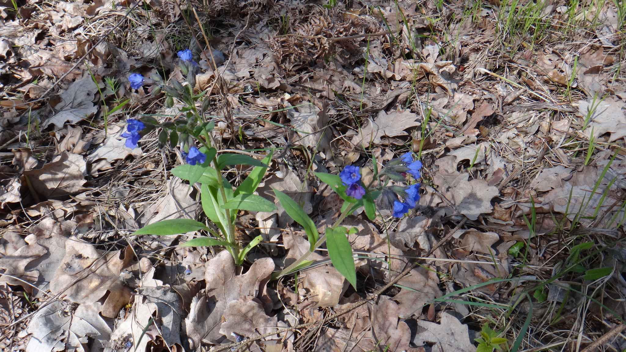 Blue Cowslip (Pulmonaria angustifolia)