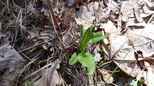 common hedge-nettle (Betonica officinalis)
