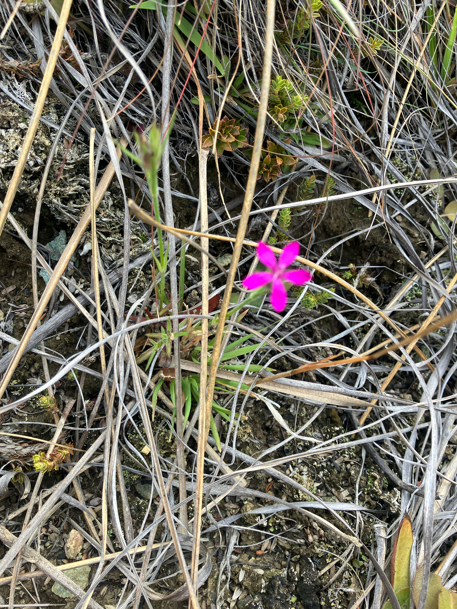 Deptford Pink (Dianthus armeria)