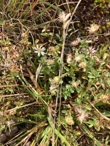 White fuzzweed (Vittadinia australis)