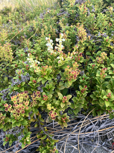 Scarlet snowberry (Gaultheria crassa)