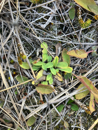 kirkianella (Sonchus novae)
