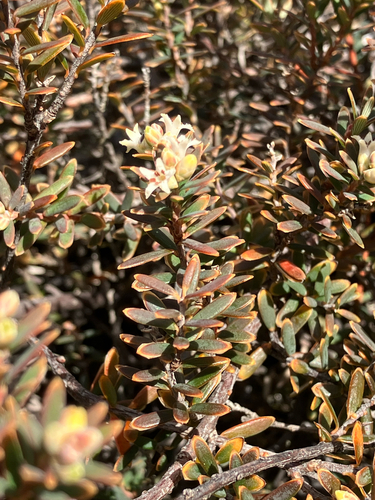 Colenso's mingimingi (Acrothamnus colensoi)
