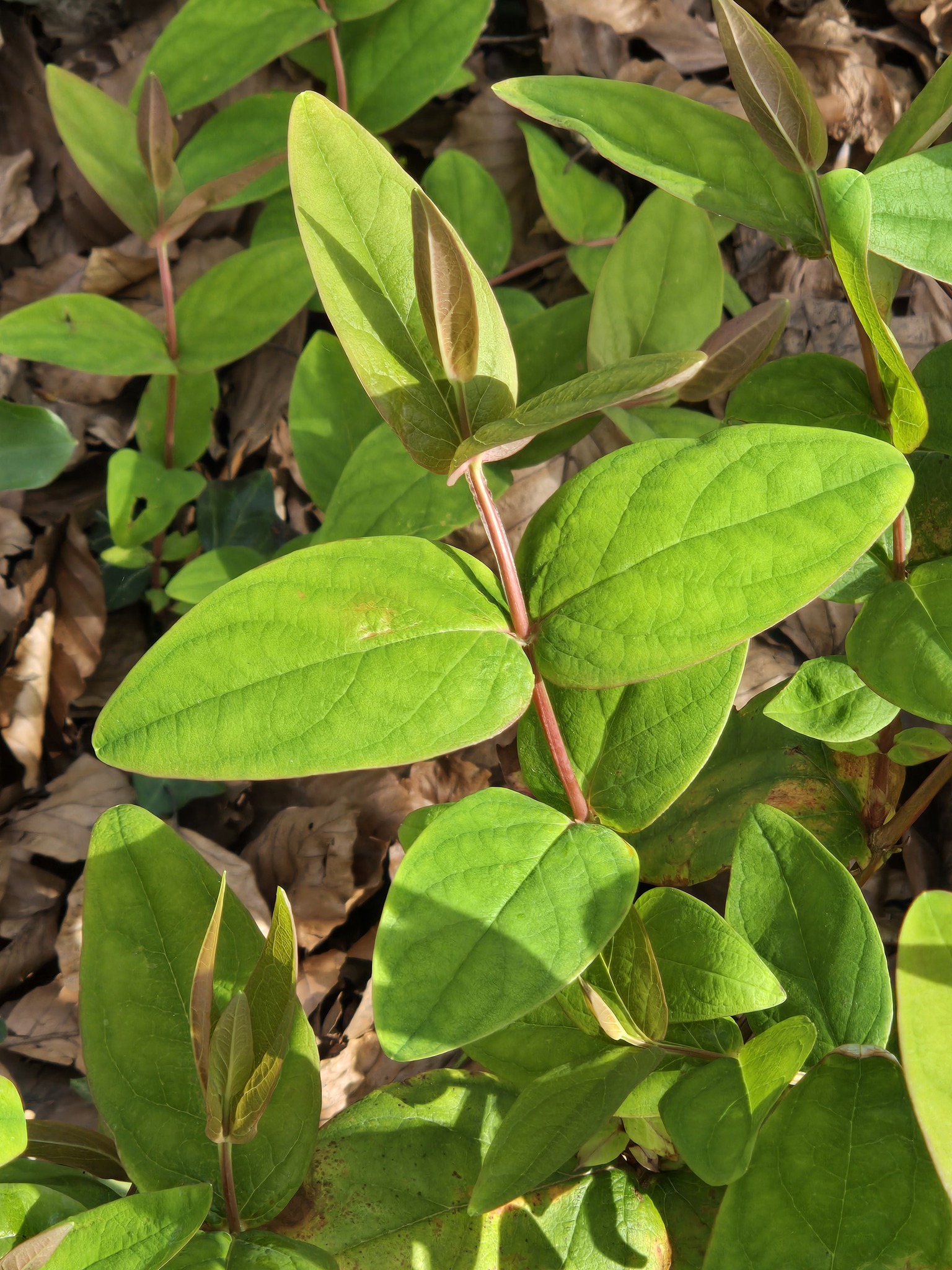 Tutsan (Hypericum androsaemum)