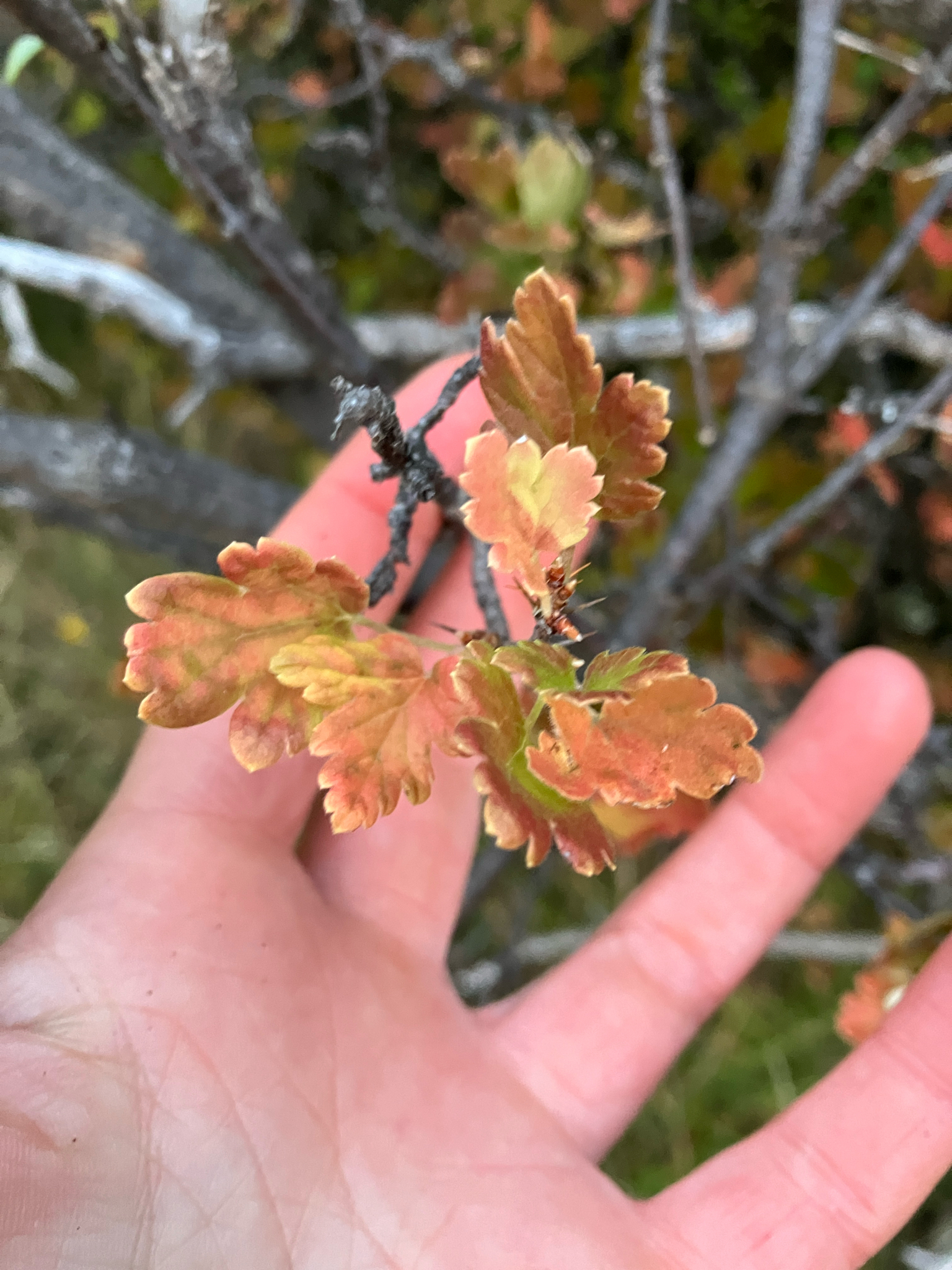 Gooseberry (Ribes uva-crispa)