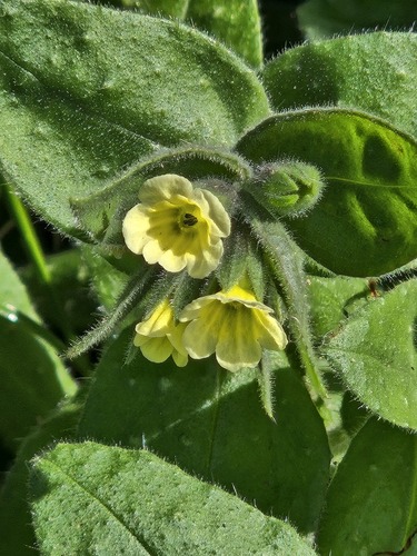 Yellow Monkwort (Nonea lutea)