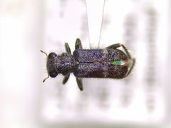 Phyllobaenus