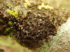 Collema leucocarpum