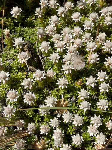 Turf-mat daisy (Raoulia subsericea)