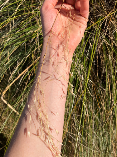 Chionochloa rigida, photograph 6