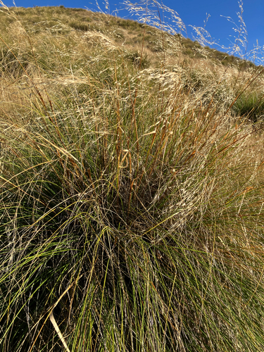 Narrow-leaved Snow Tussock (Chionochloa rigida)