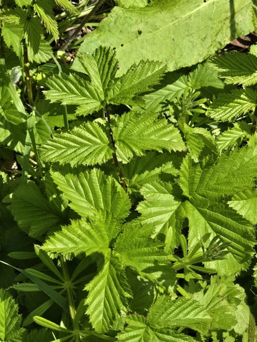 Meadowsweet (Filipendula ulmaria)