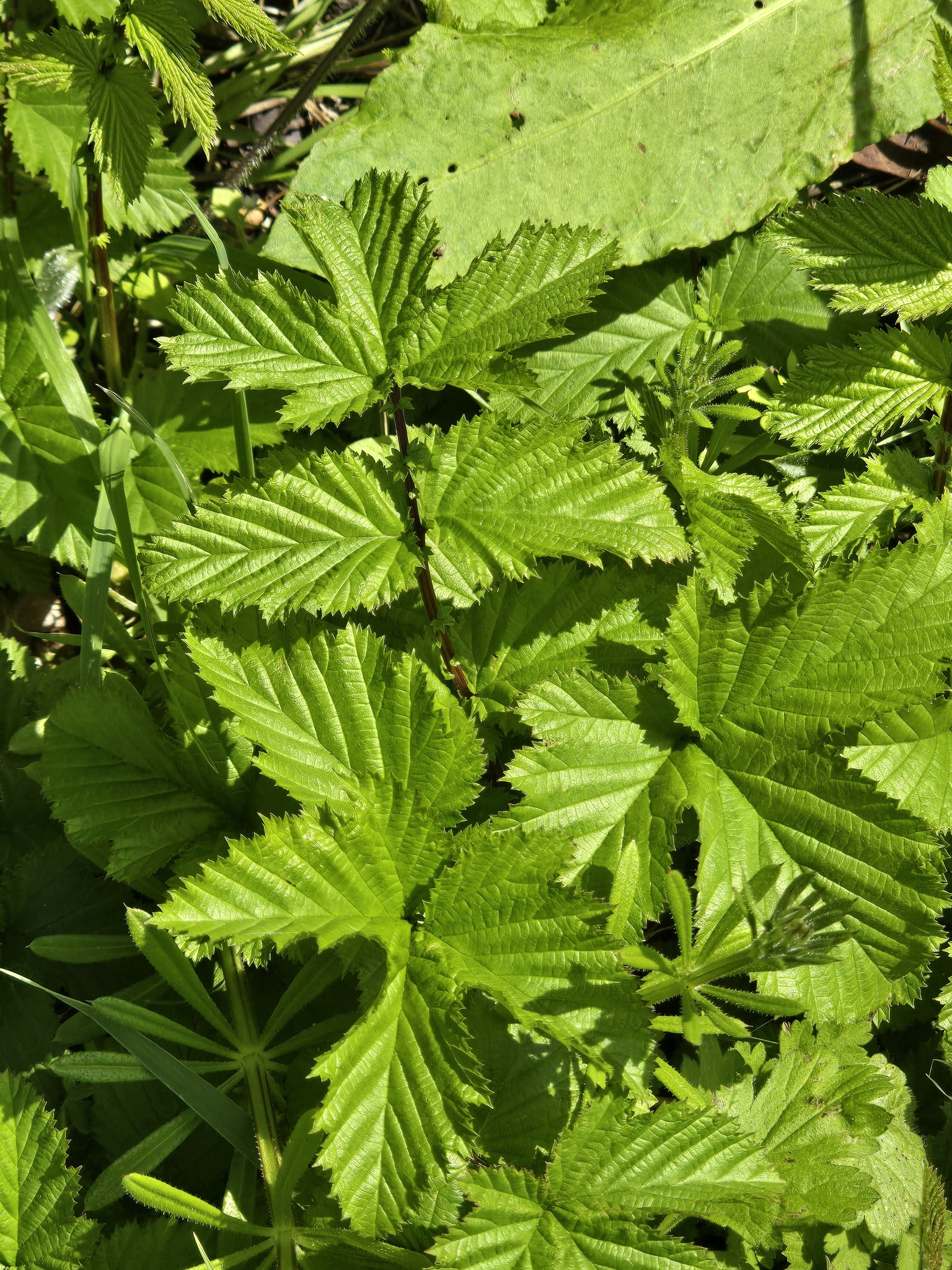 Meadowsweet (Filipendula ulmaria)
