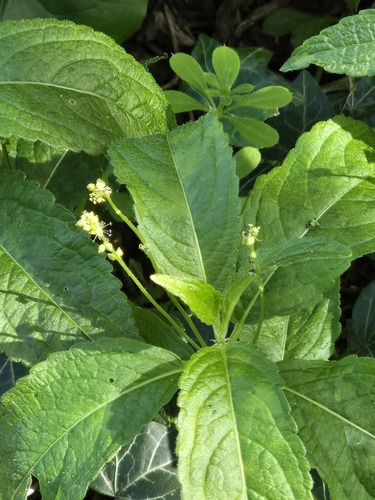Dog's Mercury (Mercurialis perennis)