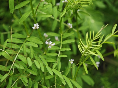 Tiny Vetch (Vicia hirsuta)