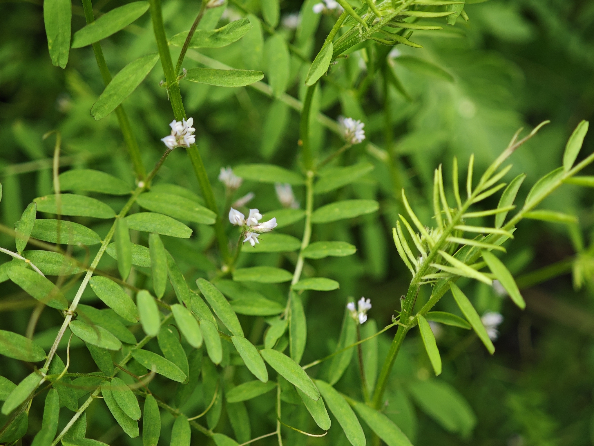 Tiny Vetch (Vicia hirsuta)
