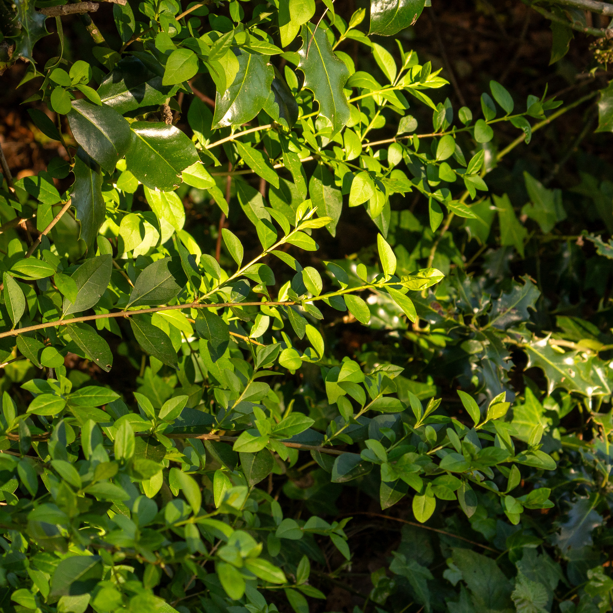 Garden Privet (Ligustrum ovalifolium)