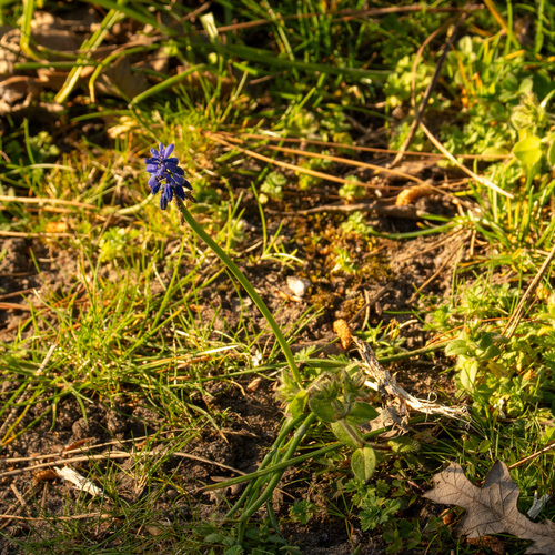 Garden Grape-hyacinth (Muscari armeniacum)
