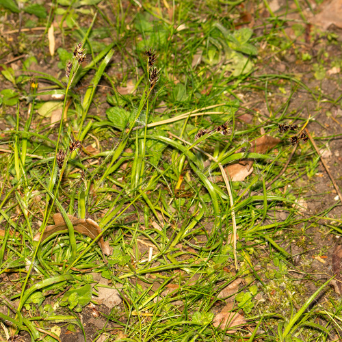 Field Woodrush (Luzula campestris)