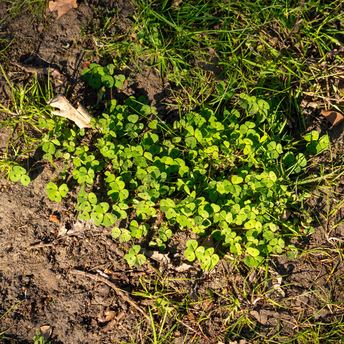 Spotted Medick (Medicago arabica)
