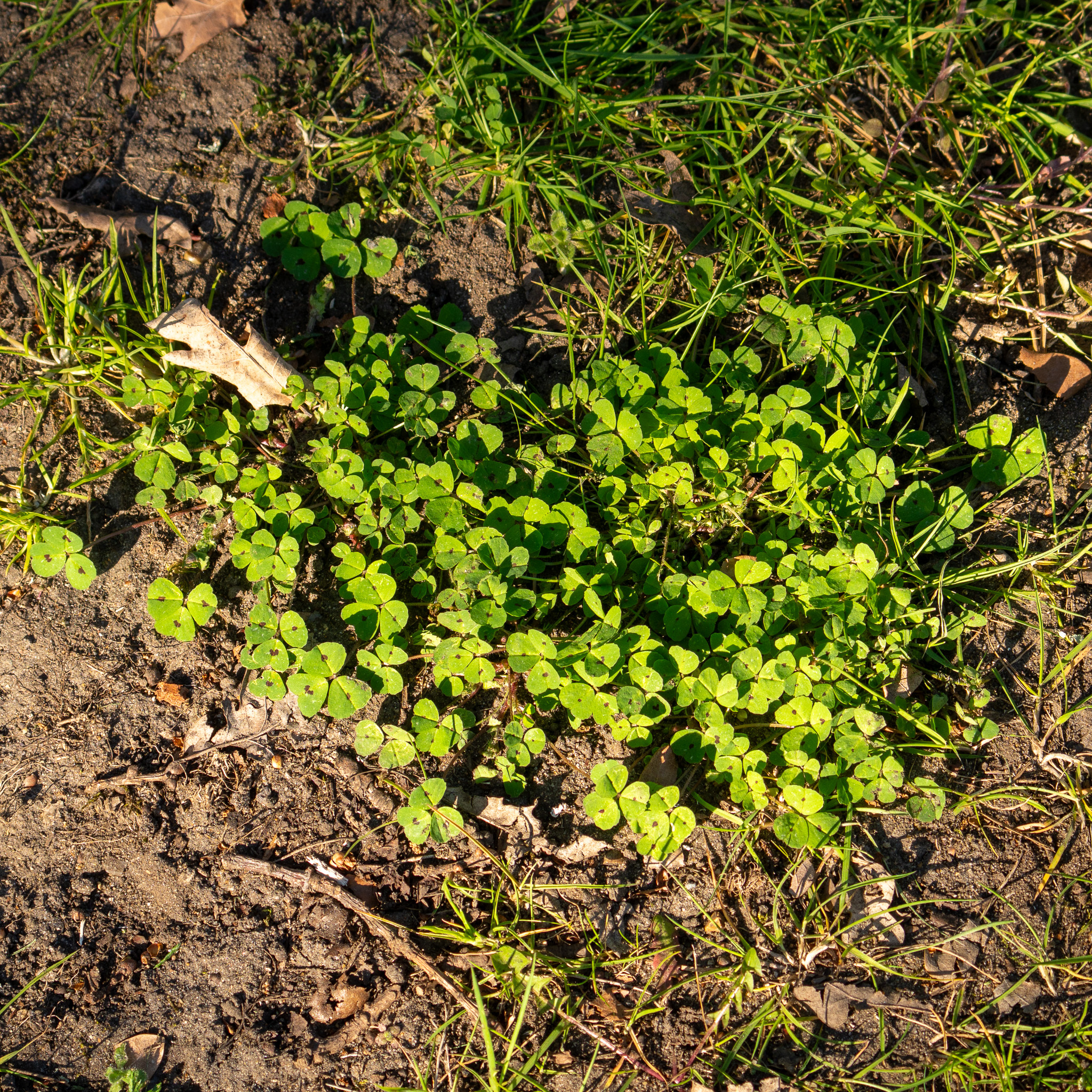 Spotted Medick (Medicago arabica)