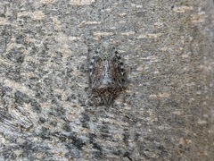 Rhaphigaster nebulosa