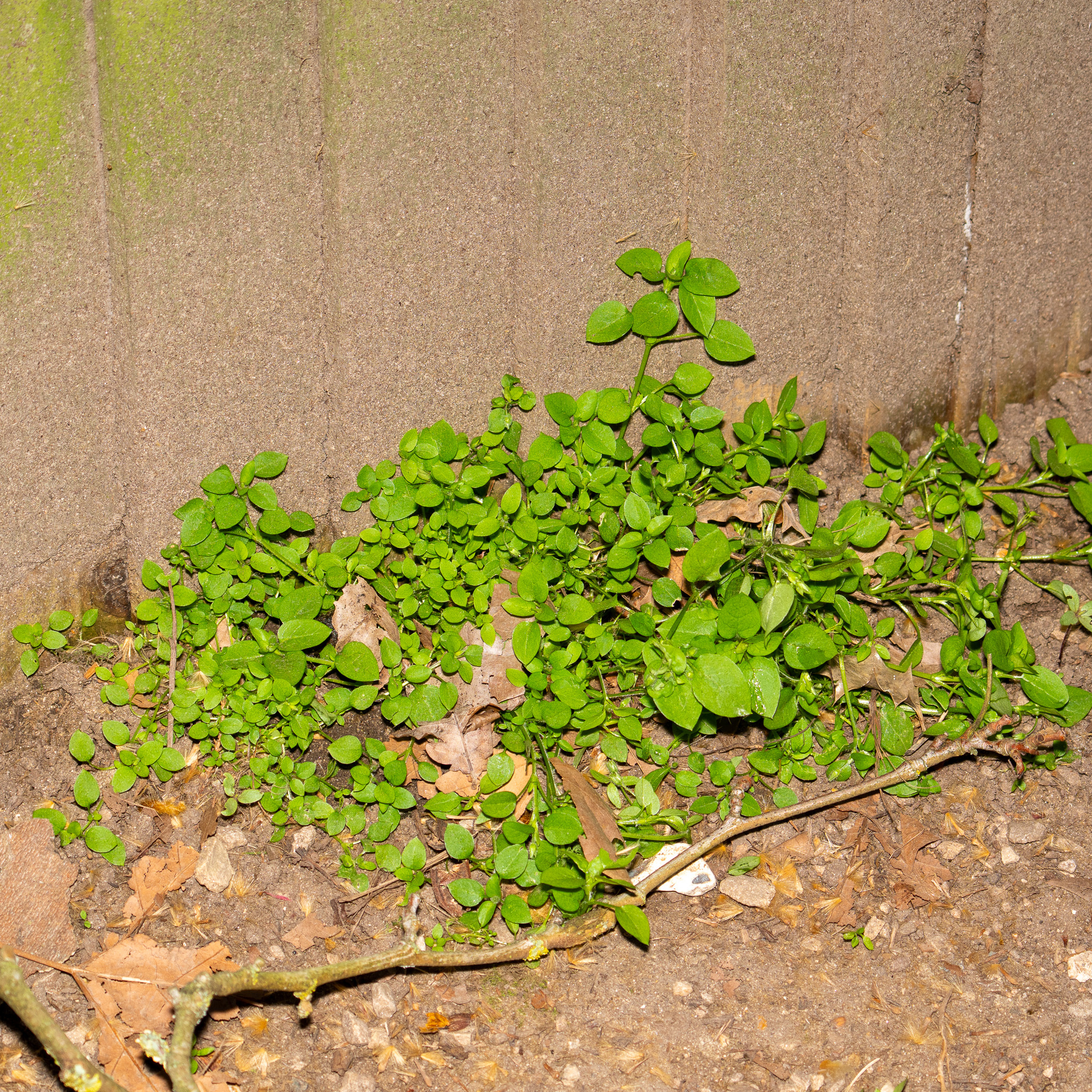 Common Chickweed (Stellaria media)
