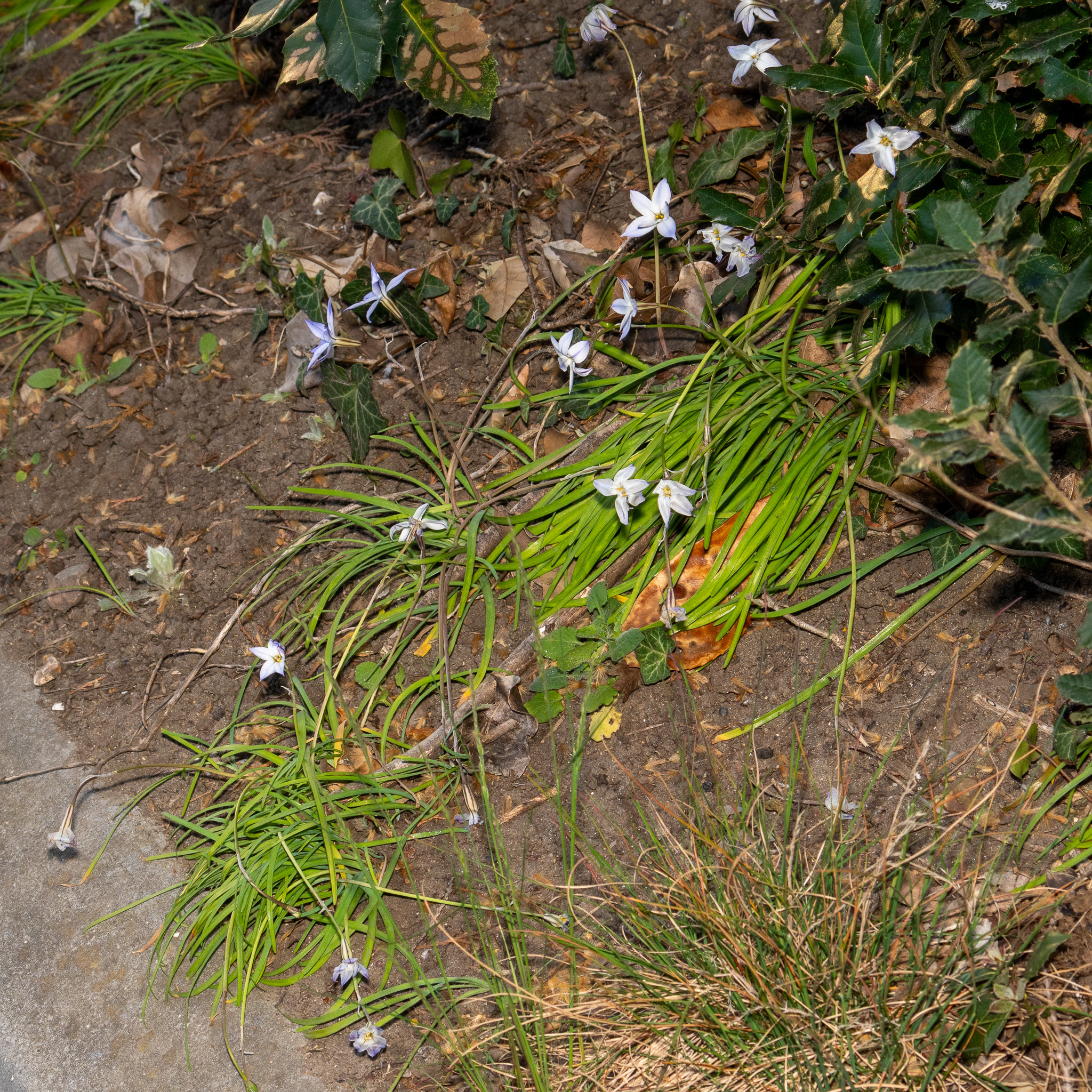 Spring Star (Ipheion uniflorum)