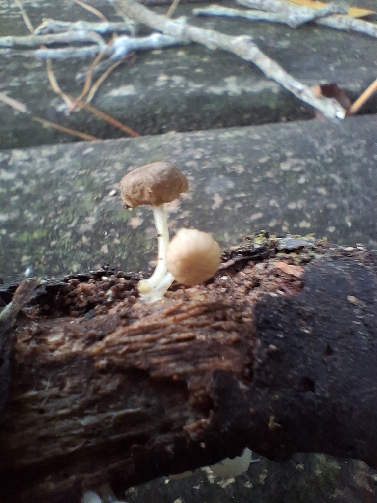 Roridomyces austrororidus · April 2026 · photo: © emily_mcgoldrick (iNaturalist, cc-by)