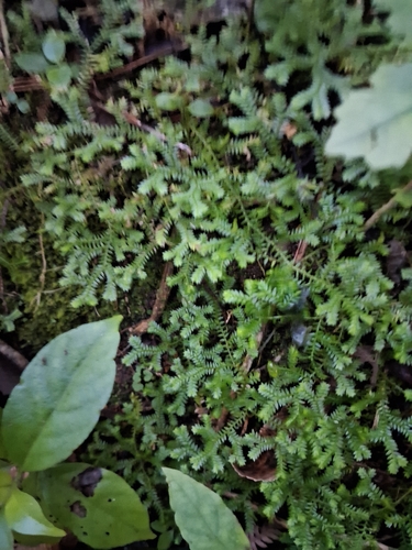 Krauss's Clubmoss (Selaginella kraussiana)