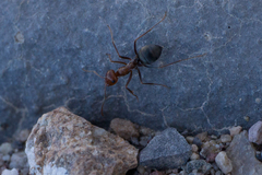 Myrmecocystus