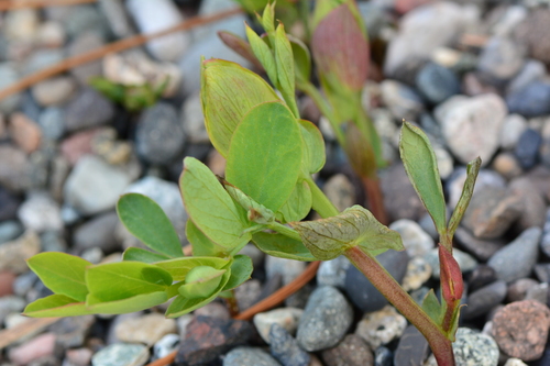 seaside pea (Lathyrus japonicus)