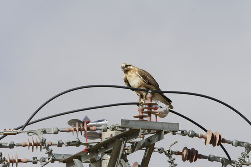 Upland Buzzard