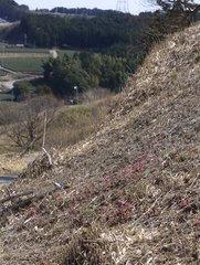 Heloniopsis orientalis