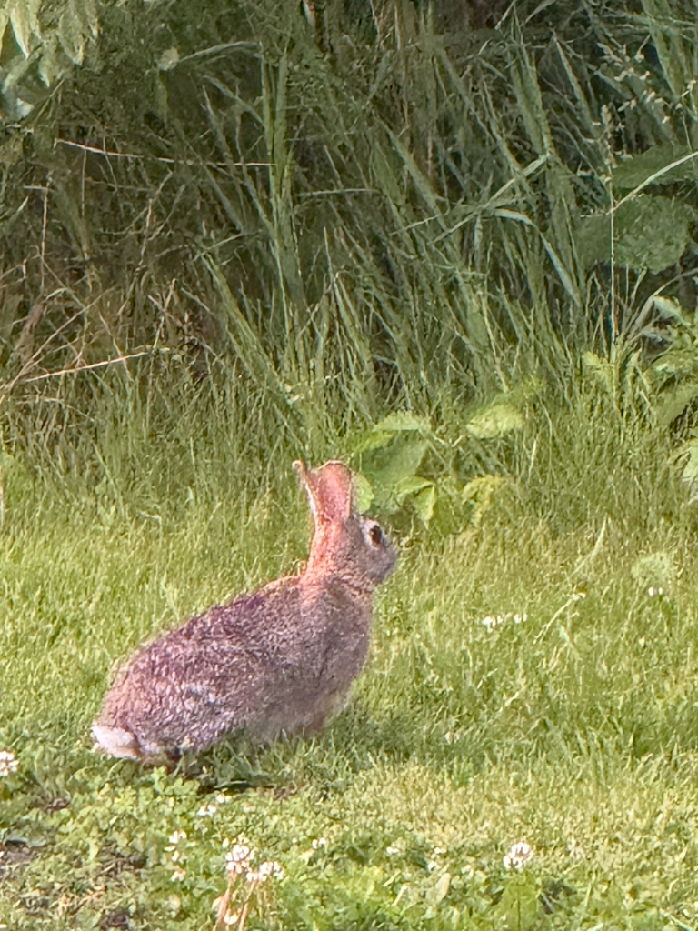 Cottontail Rabbits from Minnetrista, MN, US on June 2, 2025 at 08:53 PM ...