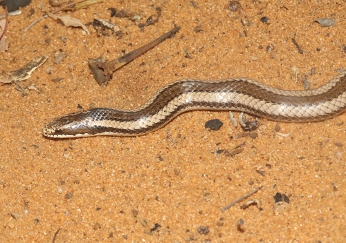Photo of a Toliara Smooth Snake (Liophidium chabaudi)
