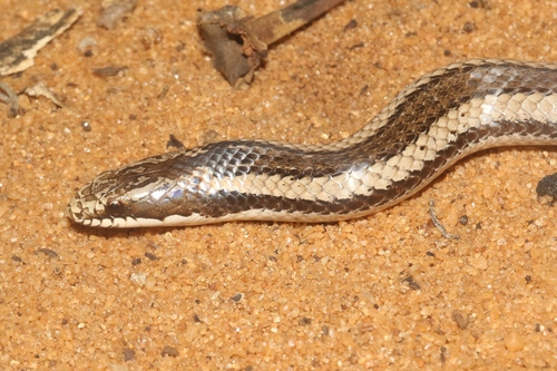 Toliara Smooth Snake