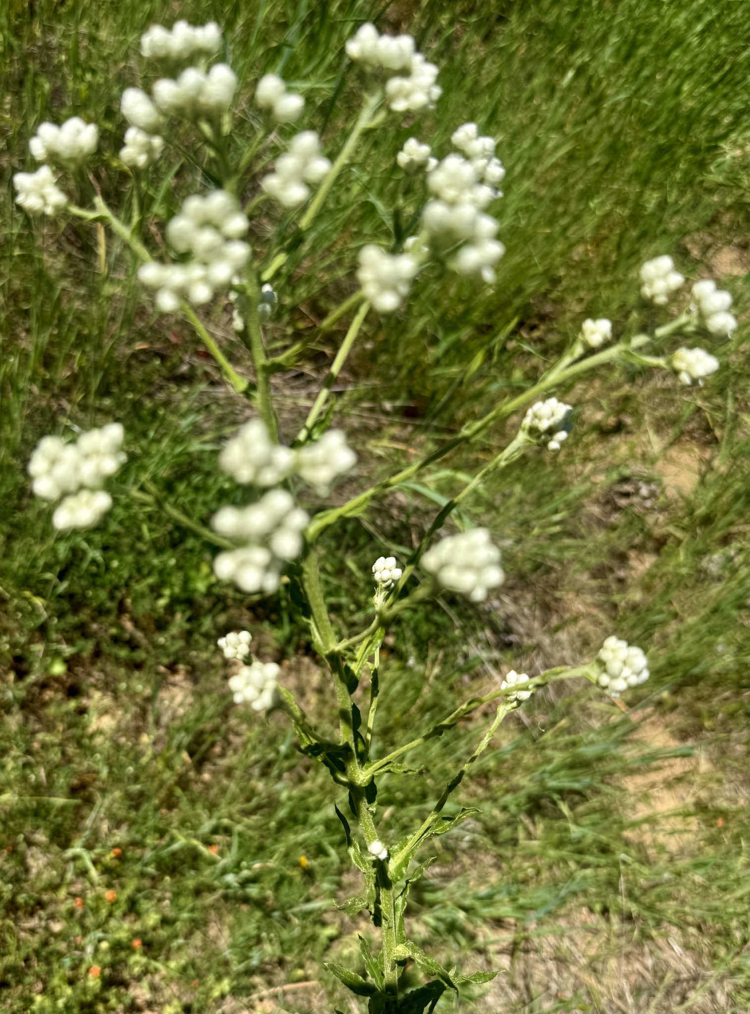 California Cudweed (Pseudognaphalium californicum)