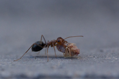 Myrmecocystus
