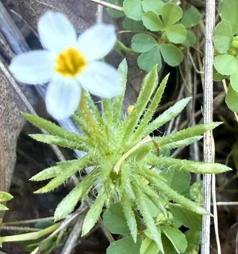 Bicolor Babystars (Leptosiphon bicolor)