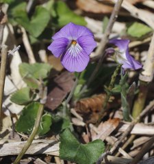 Viola obtusa
